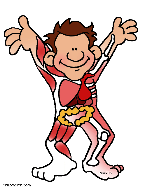 free clipart human body systems - photo #3