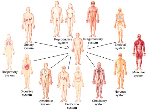 what are the systems in the human body